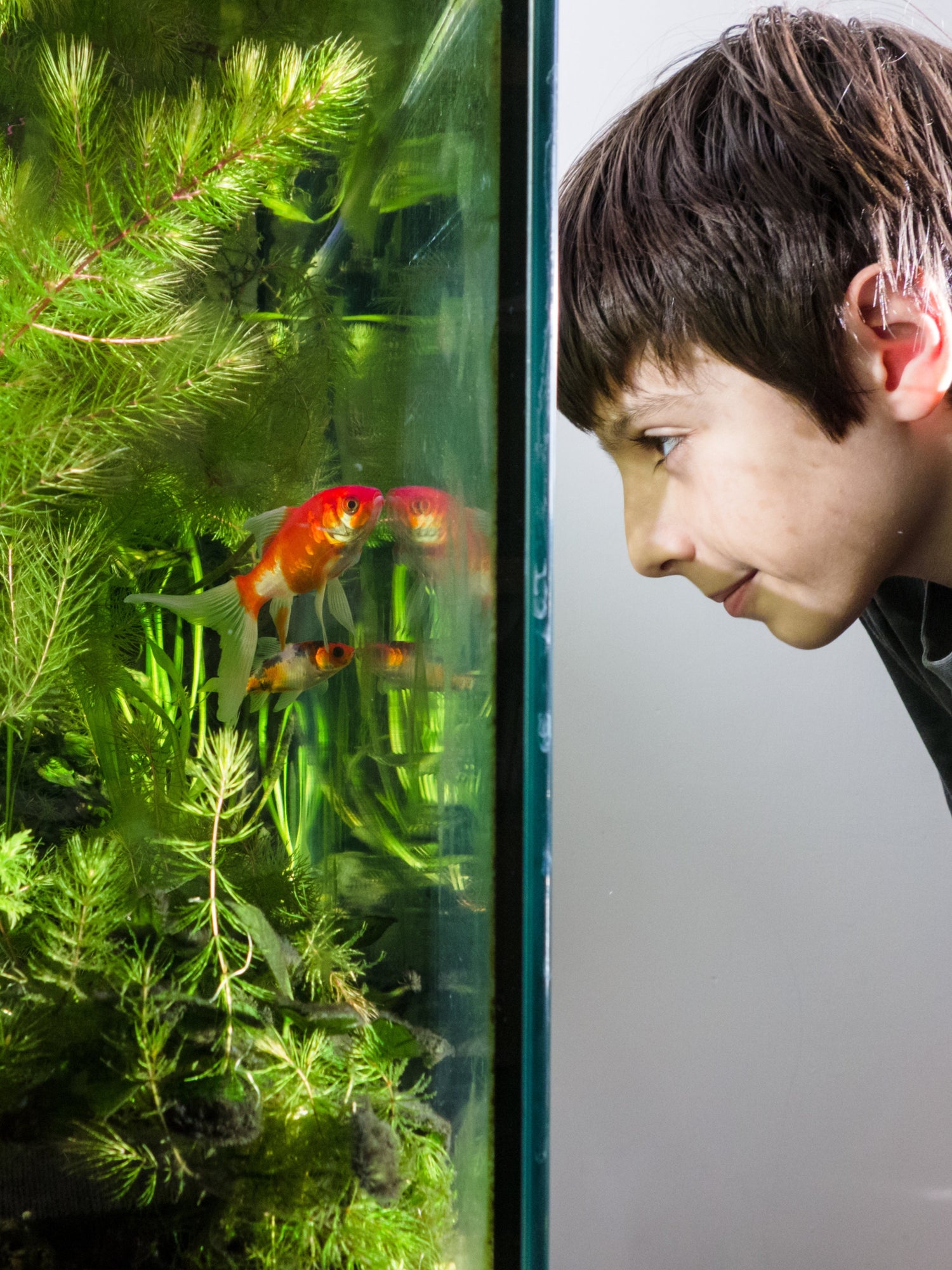 Aquarium Accessories